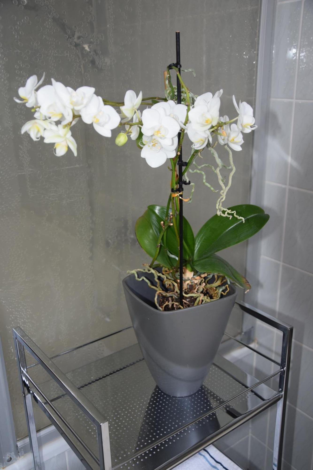 Apartment Garconniere Im Ehemaligen Austria